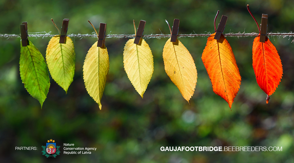 Gauja National Park Footbridge