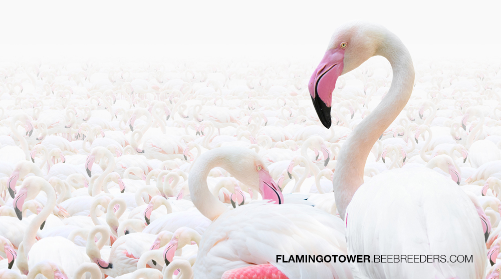 Abu Dhabi Flamingo Observation Tower